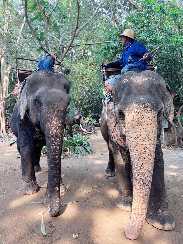 芭達雅景點 大象園  Pattaya evephant 泰國