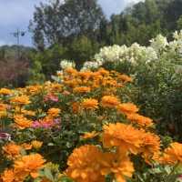 ดอยอ่างขาง (Doi Angkhang)