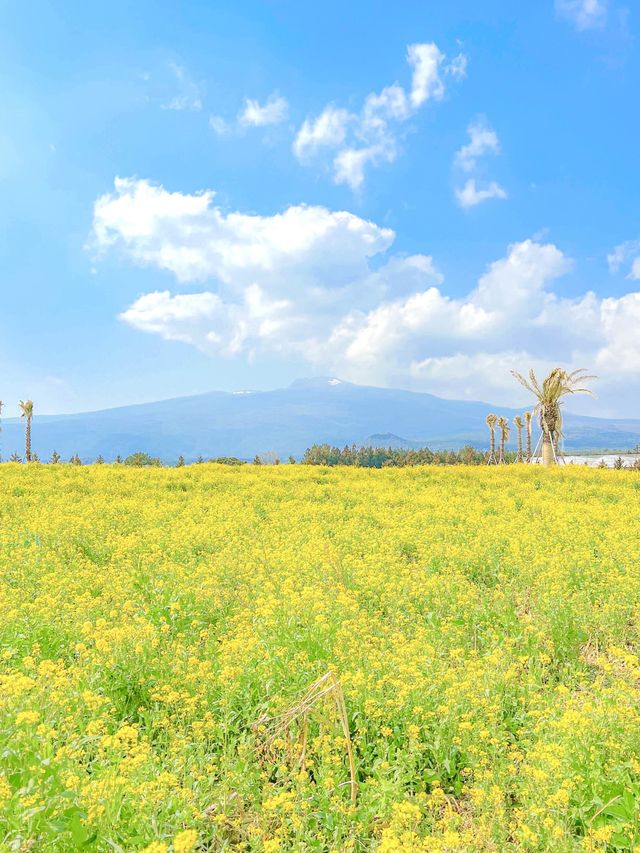 한라산 뷰 유채밭, 제주 휴애리💛