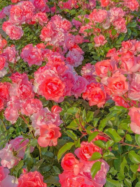 장미 정원 산책하기, 창원 장미공원🥀