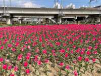 화명생태공원 튤립 ! 봄에는 튤립도 있어요🌷