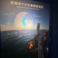 海遊館　「北極圏」来場者を覗きにくるワモンアザラシ