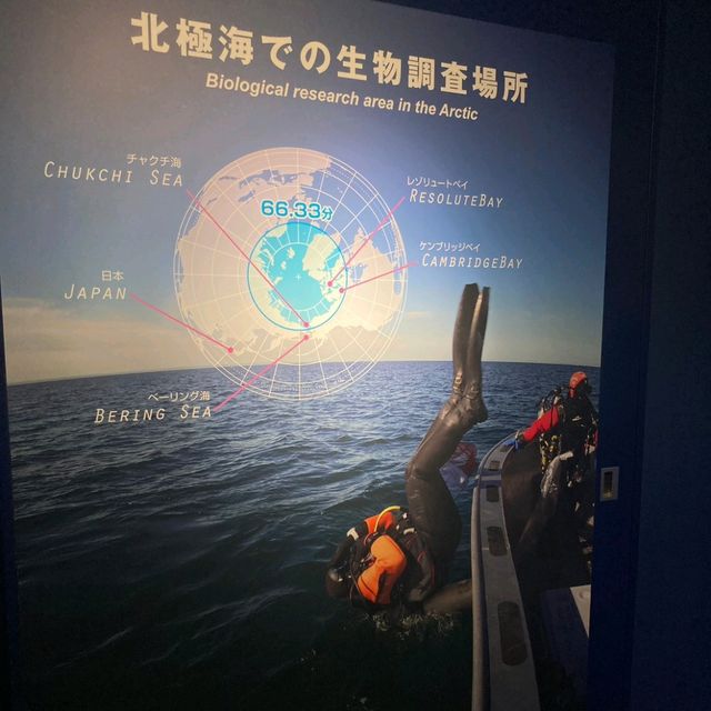 海遊館　「北極圏」来場者を覗きにくるワモンアザラシ