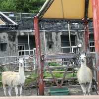 【東京都/伊豆大島】東京都立大島公園動物園