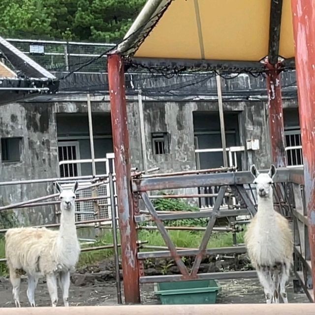 【東京都/伊豆大島】東京都立大島公園動物園