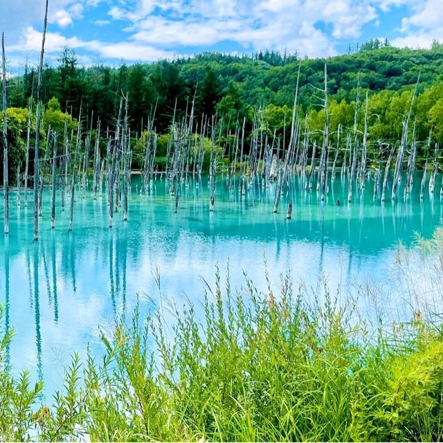 【北海道/美瑛町白金】白金青い池 【北海道/美瑛町白金】白金青い池