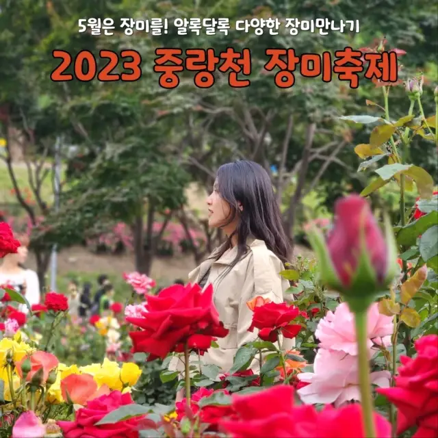 알록달록 장미 만나기! 서울에 펼쳐진 장미꽃밭🌹중랑장미공원