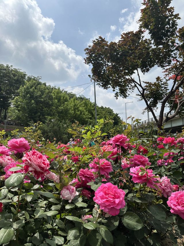 봄에 꼭 가야 할 서울장미축제🥀♥️