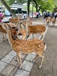 日本 奈良公園&東大寺