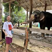 Elephants Farm in Koh Chang, Thailand 