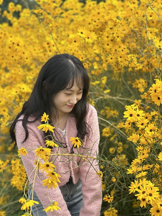 인천 핑크뮬리 명소🌸 [드림파크 야생화단지]