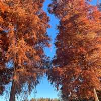 関東にもこんな美しい紅葉見れるぞ