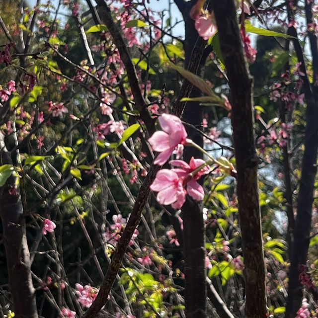 香港小日本🇯🇵櫻花園