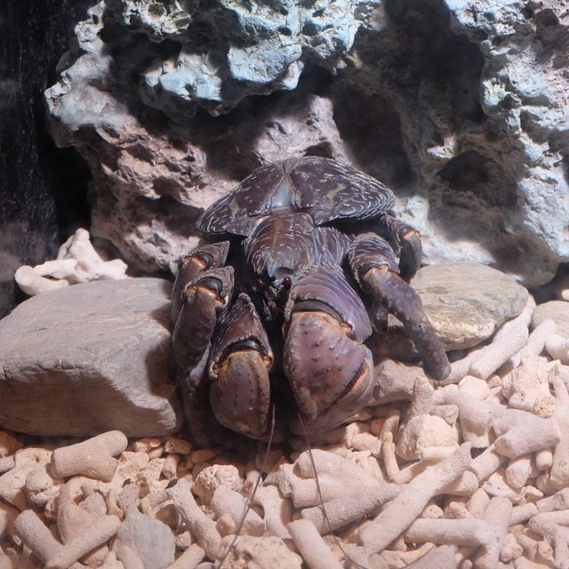 รีวิว - Okinawa Churaumi Aquarium @ญี่ปุ่น 🇯🇵
