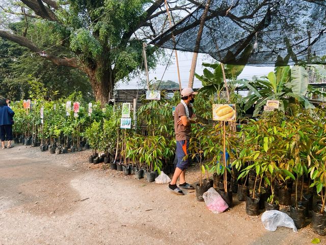 ตลาดนัดเก่าแก่ : ตลาดนัดวันอาทิตย์