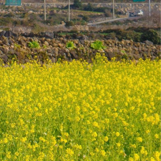 산방산뷰와 함께 볼 후 있는 제주 유채꽃밭💛