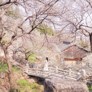 Gwangyang Plum Blossom Village filled with plum blossoms, like white snow flowers💕