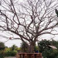 คาเฟ่ในสวนพัทยา ชลบุรี 
