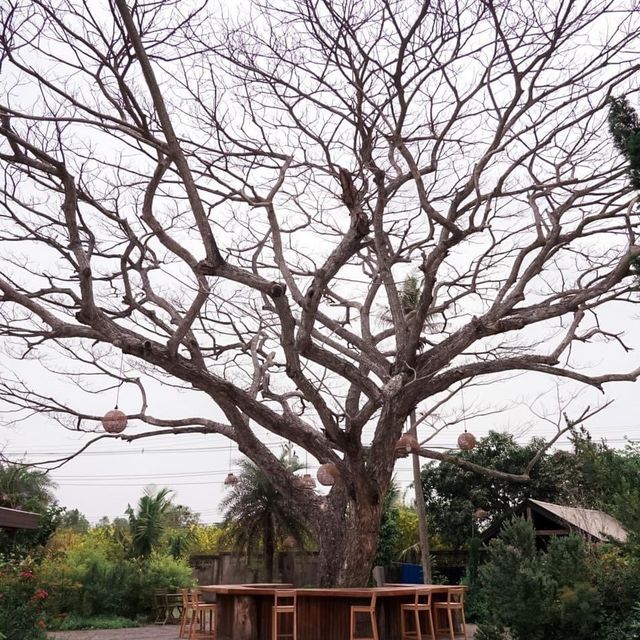 คาเฟ่ในสวนพัทยา ชลบุรี 