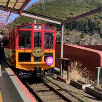 京都嵯峨野小火車🌸 GO GO GO~~~