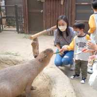 【 近距離親親小動物。神戶動物王國 】