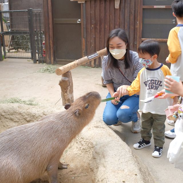 【 近距離親親小動物。神戶動物王國 】