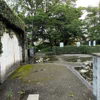 【横浜】夕方の港の見える丘公園で紫陽花散策