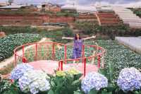 Garden Hydrangeas เมืองดาลัด (Da Lat)