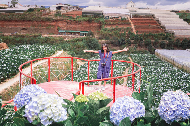 Garden Hydrangeas เมืองดาลัด (Da Lat)