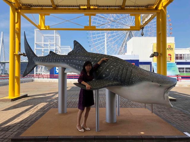 🐬海洋生物全接觸 ｜親親魟魚 - 大阪海遊館