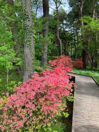 國營常陸海濱公園 *最美粉蝶花海*