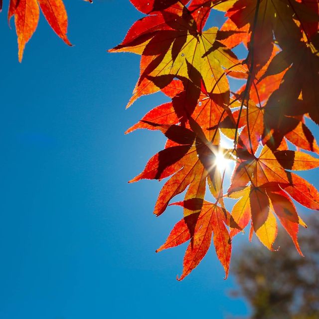 Beautiful autumn view of Odaesan NationalPark