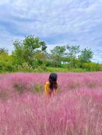 가을 느낌 낭낭한 대저 핑크뮬리&팜파스 군락지🌾