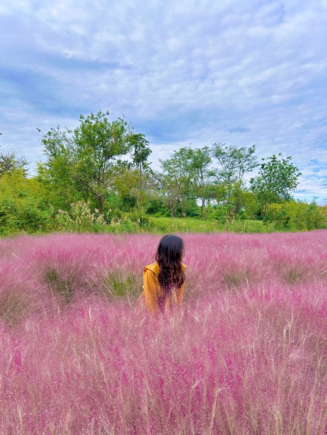 가을 느낌 낭낭한 대저 핑크뮬리&팜파스 군락지🌾