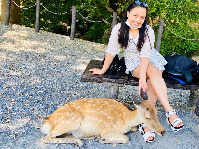 Feeding the deer in Nara 