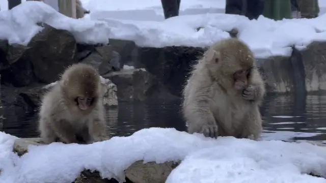 Snow monkey in Nagano 