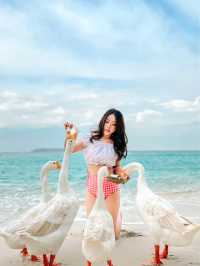How to? ถ่ายรูปกับน้องห่านจึ้งๆ | เกาะล้าน