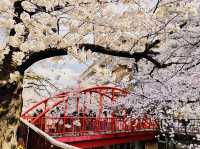 Sakura Season in Tokyo
