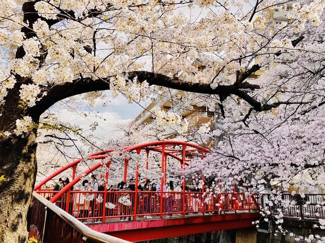 Sakura Season in Tokyo