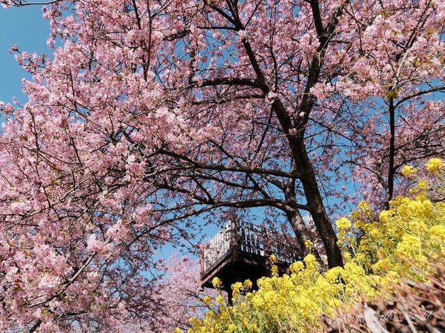 松田山ハーブガーデンで富士山と桜を🌸