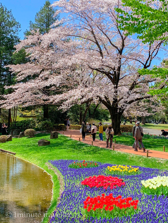 東京とは思えない桜とチューリップの幻想的な絶景、昭和記念公園