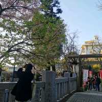 上野公園・花園稲荷神社の桜🌸