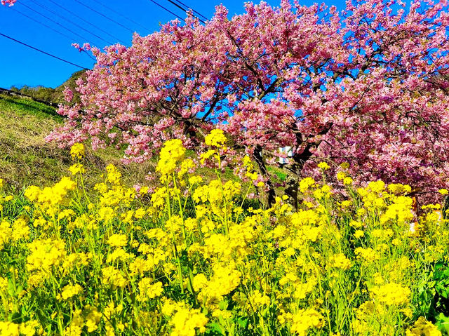 Kawazu Sakura, Shizuoka