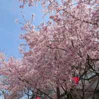 名古屋市の桜名所「荒子川公園」
