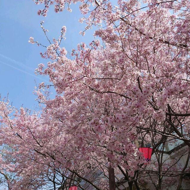 名古屋市の桜名所「荒子川公園」