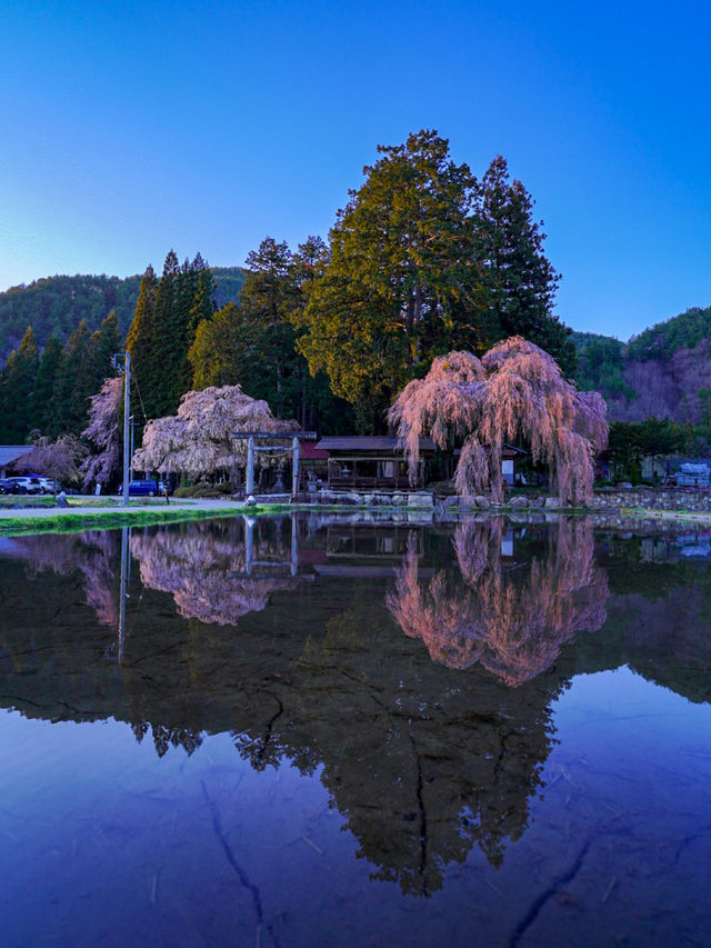 【岐阜・桜】本当は教えたくない🙅カメラ好きにはたまらん桜スポット🌸※周辺の神社×桜情報付