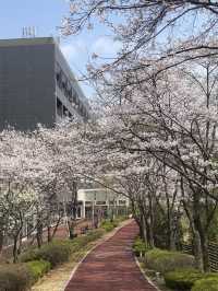 바글바글 사람많은 벚꽃명소 말고🌸나만 알고픈 조용한 벚꽃명소