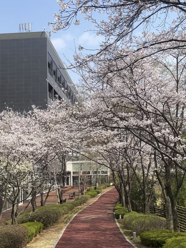 바글바글 사람많은 벚꽃명소 말고🌸나만 알고픈 조용한 벚꽃명소
