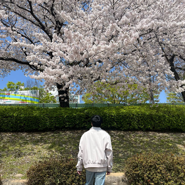 부산 벚꽃 명소로 유명한 온천천