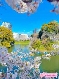 【東京・千鳥ヶ淵】王道!!大人気桜スポット